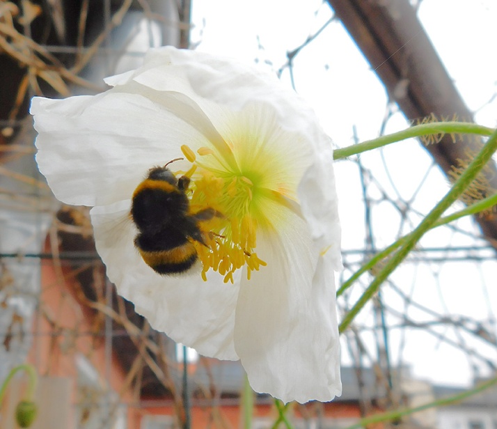 Bumblebee meets poppy
